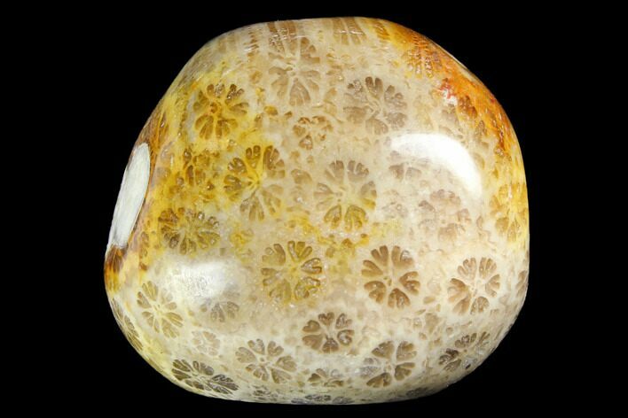 Tumbled Fossil Coral From Indonesia - Photo 1